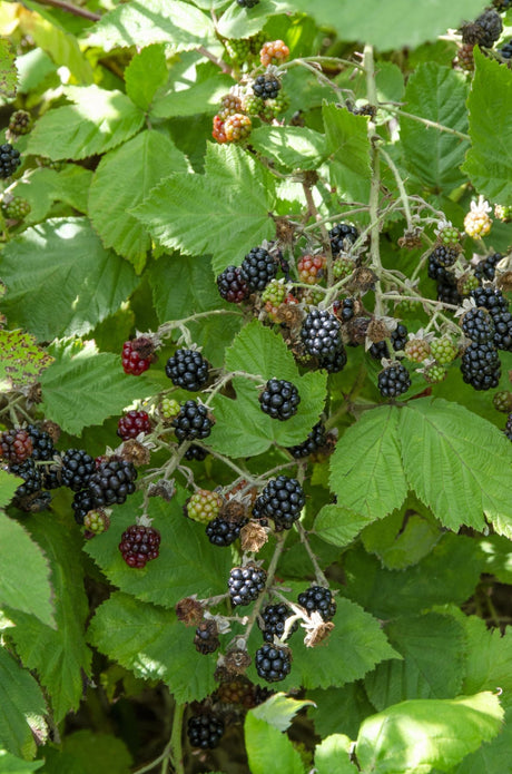 Livraison plante - Murier navaho - ↨45cm - Ø13 - arbuste fruitier