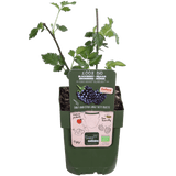 Livraison plante - Murier navaho - ↨45cm - Ø13 - arbuste fruitier