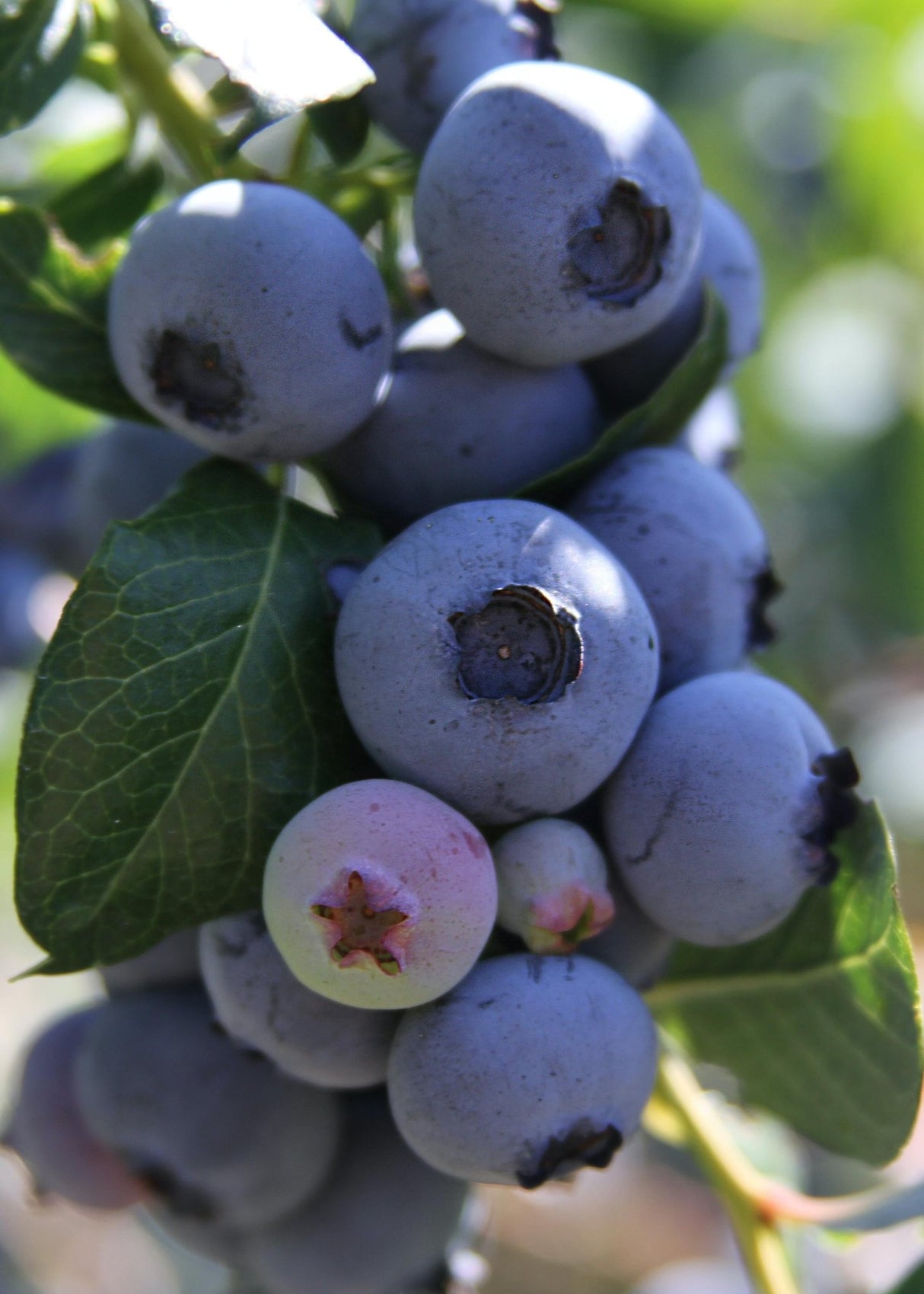 Livraison plante - Myrtiller, blueberry 'Little blue wonder' - ↨45cm - Ø13 - arbuste fruitier