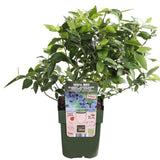 Livraison plante - Myrtiller, blueberry 'Little blue wonder' - ↨45cm - Ø13 - arbuste fruitier
