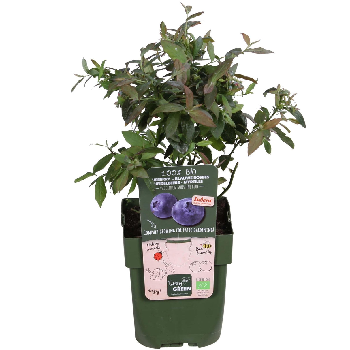 Livraison plante - Myrtillier, blueberry 'Sunshine Blue' - ↨45cm - Ø13 - arbuste fruitier