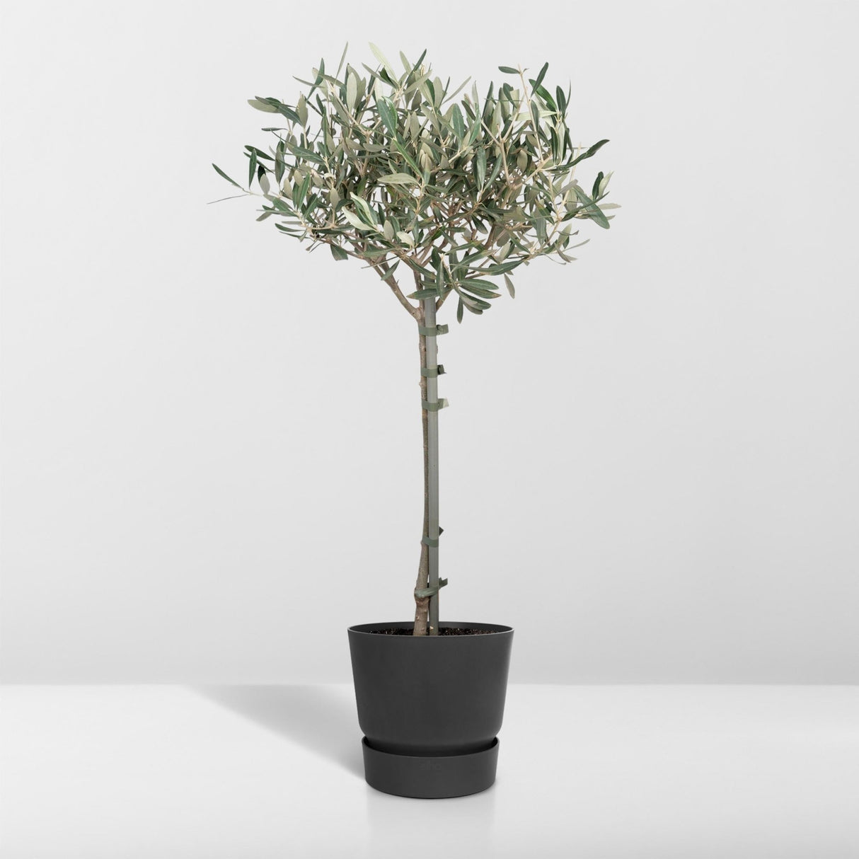 Livraison plante - Olivier olea - 90cm - Ø19 - arbuste fruitier - Plante extérieur