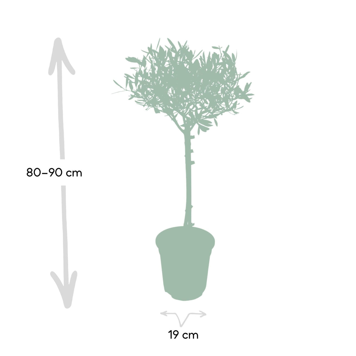 Livraison plante - Olivier olea - 90cm - Ø19 - arbuste fruitier - Plante extérieur