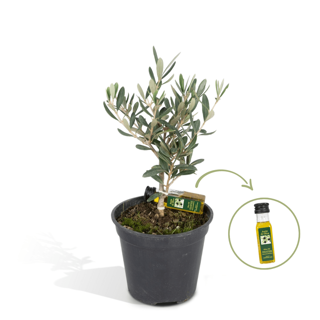 Livraison plante - Olivier olea avec flacon d'huile d'olive - 25 cm - Ø13 - arbuste fruitier extérieur