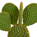 Livraison plante - Opuntia Microdasys - h27cm, Ø12cm - Cactus
