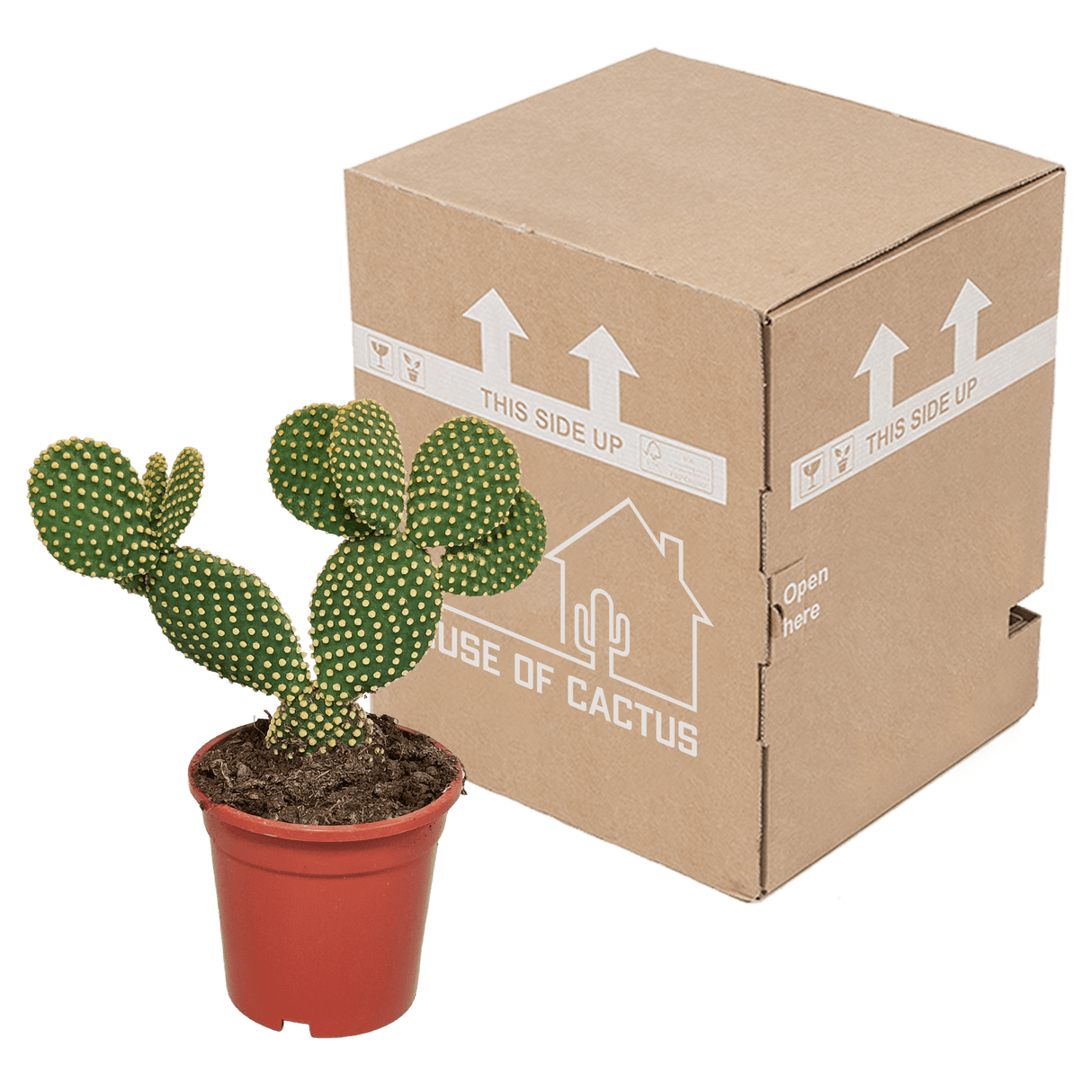 Livraison plante - Opuntia Microdasys - h40cm, Ø17cm - cactus d'intérieur