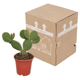 Livraison plante - Opuntia Microdasys - h40cm, Ø17cm - cactus d'intérieur