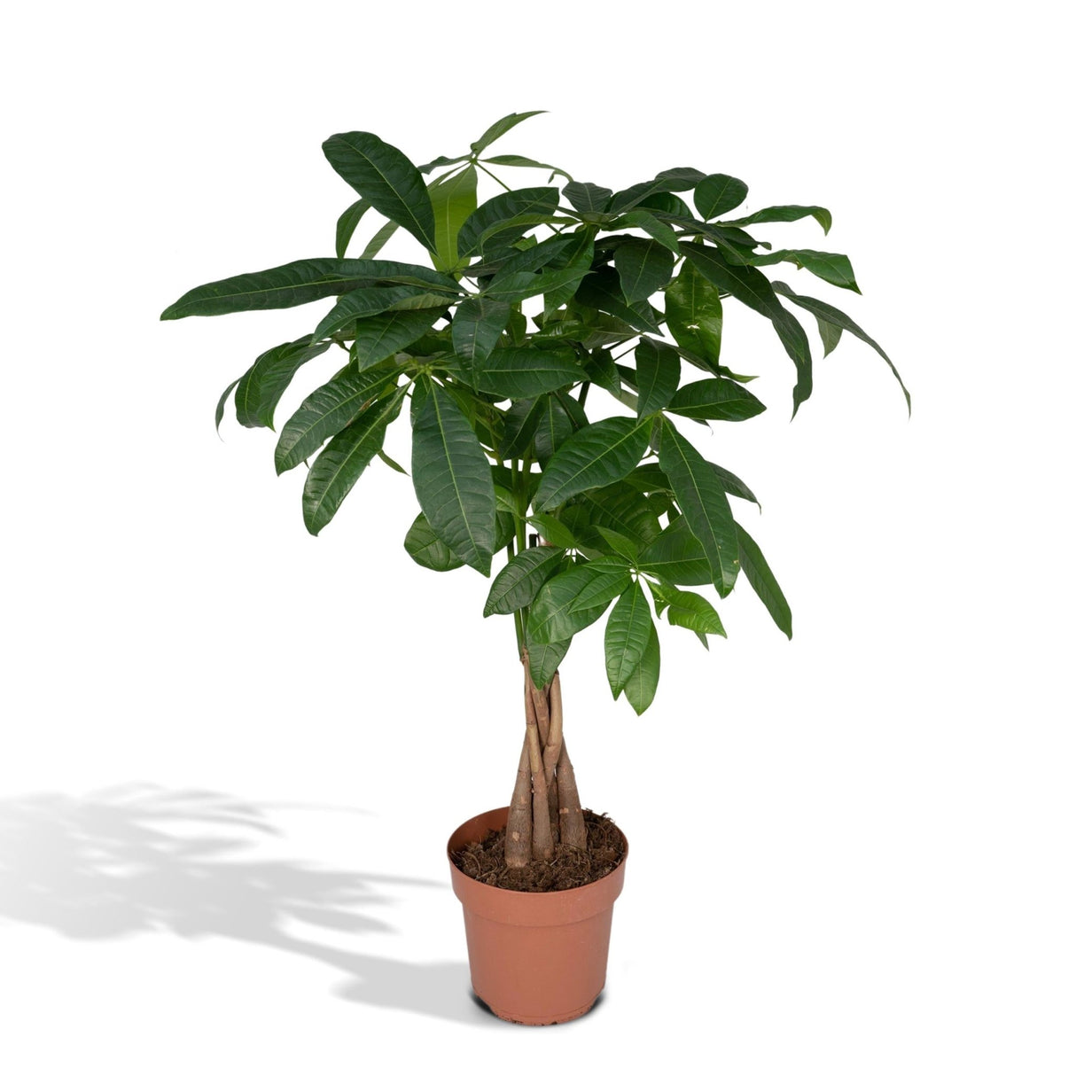 Livraison plante - Pachira Aquatica - h70cm, Ø17cm - grande plante d'intérieur