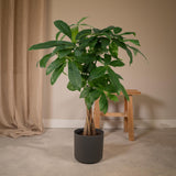 Livraison plante - Pachira Aquatica - h70cm, Ø17cm - grande plante d'intérieur