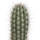 Livraison plante - Pachycereus Pringlei - h40cm, Ø17cm - plante d'intérieur