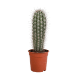 Livraison plante - Pachycereus Pringlei - h40cm, Ø17cm - plante d'intérieur