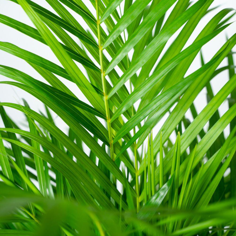 Livraison plante - Palmier Areca et son panier naturel - h130cm, Ø24cm - très grande plante d'intérieur