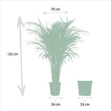 Livraison plante - Palmier Areca et son panier naturel - h130cm, Ø24cm - très grande plante d'intérieur