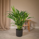 Livraison plante - Palmier Areca - h60cm, Ø17cm - plante d'intérieur