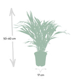 Livraison plante - Palmier Areca - h60cm, Ø17cm - plante d'intérieur