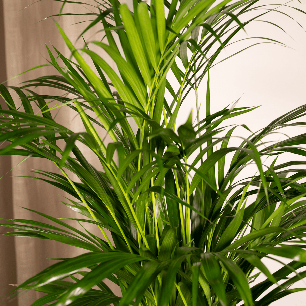 Livraison plante - Palmier Areca - h85cm, Ø19cm - grande plante d'intérieur