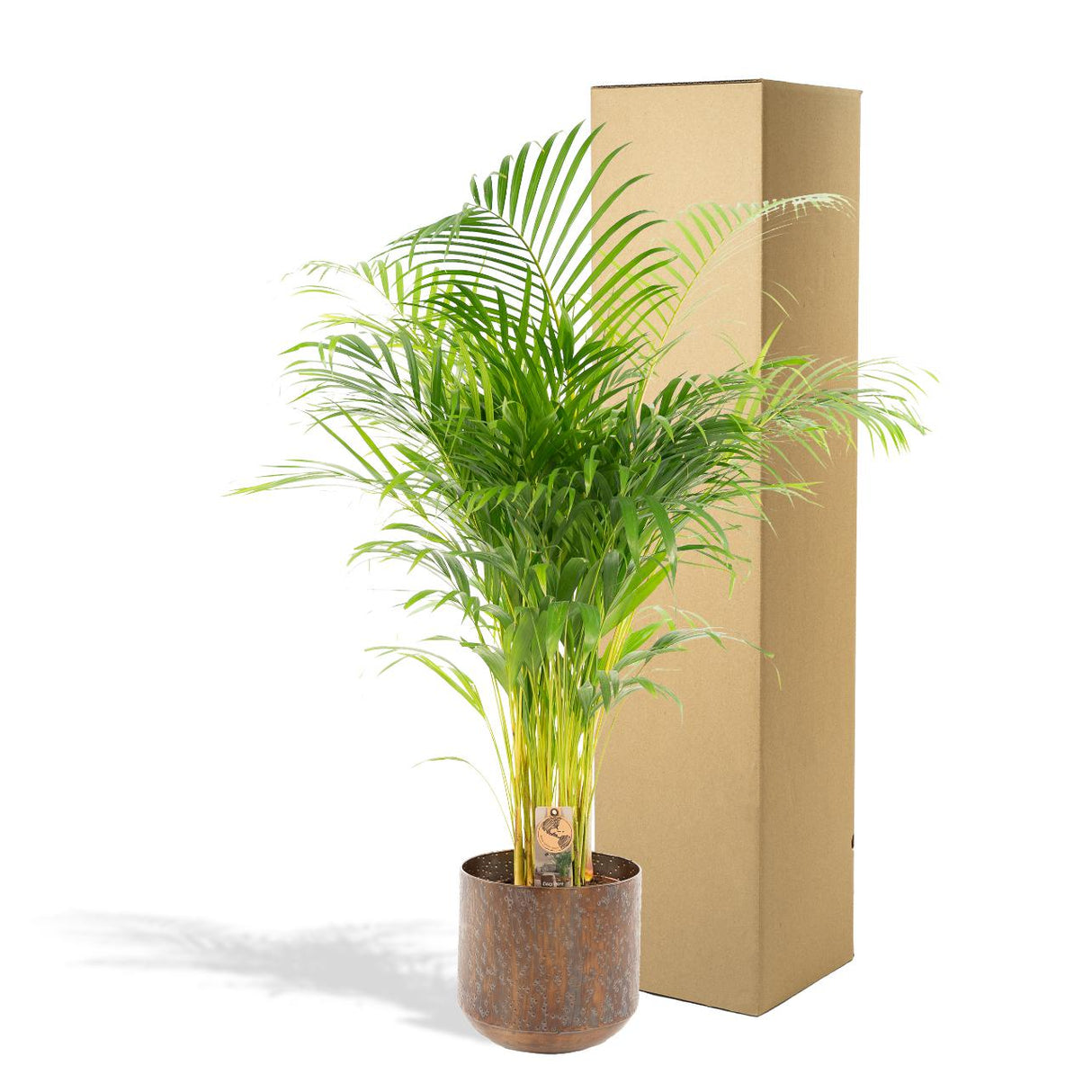 Livraison plante - Palmier Areca XL et son cache-pot - h130cm, Ø24cm - très grande plante d'intérieur