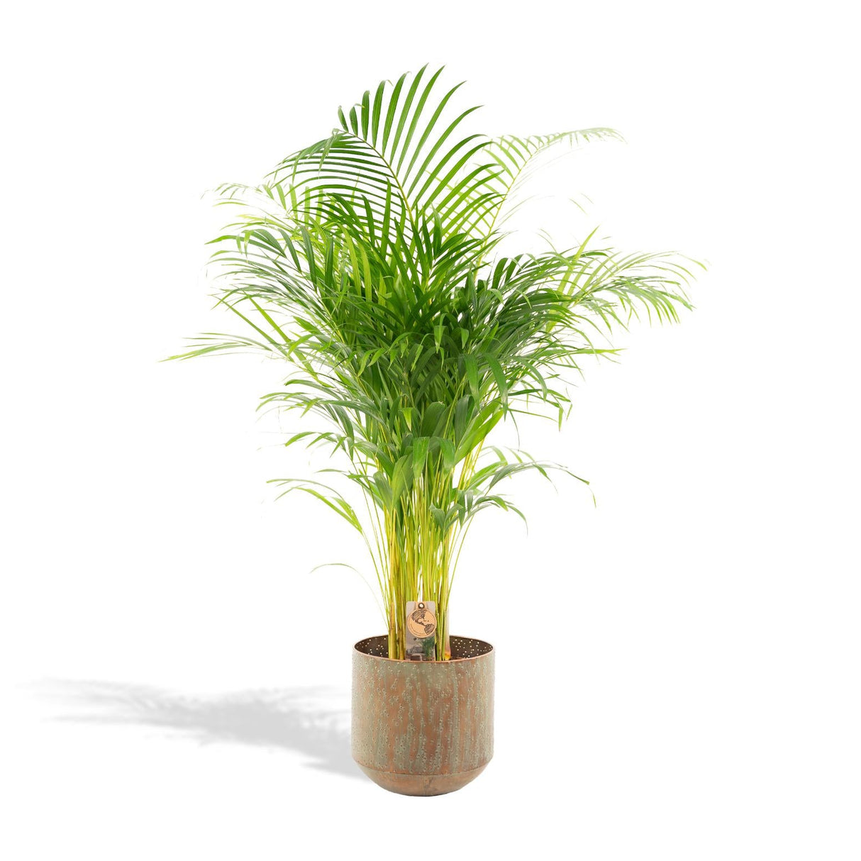 Comment réussir votre palmier d'intérieur pour profiter de son exotisme