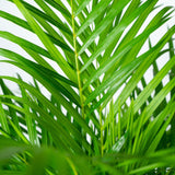 Livraison plante - Palmier Areca XL et son cache-pot - h130cm, Ø24cm - très grande plante d'intérieur