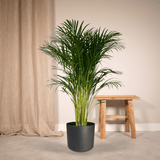 Livraison plante - Palmier Areca XL - h120cm, Ø24cm - très grande plante d'intérieur