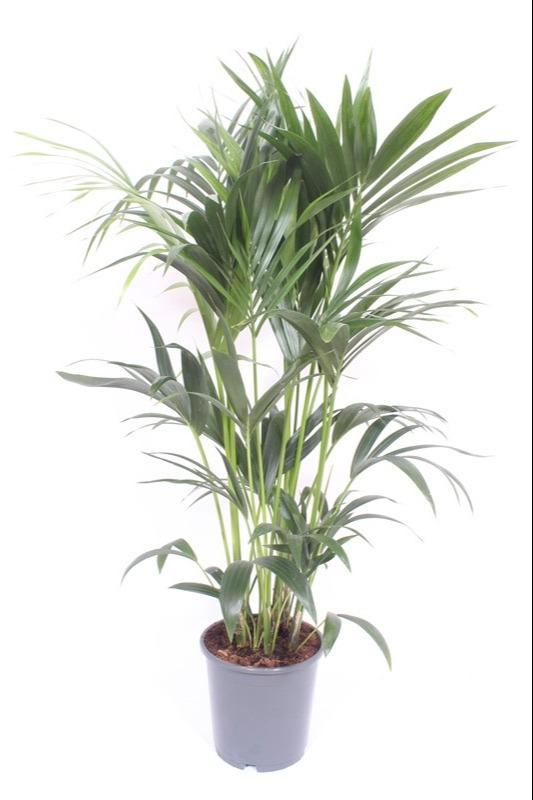 Livraison plante - Palmier Kentia - h120cm, Ø24cm - grande plante d'intérieur