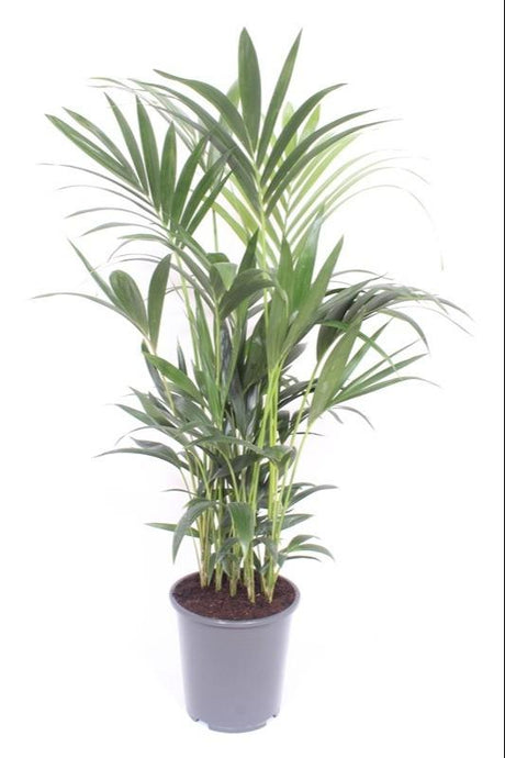 Livraison plante - Palmier Kentia - h120cm, Ø27cm - grande plante d'intérieur