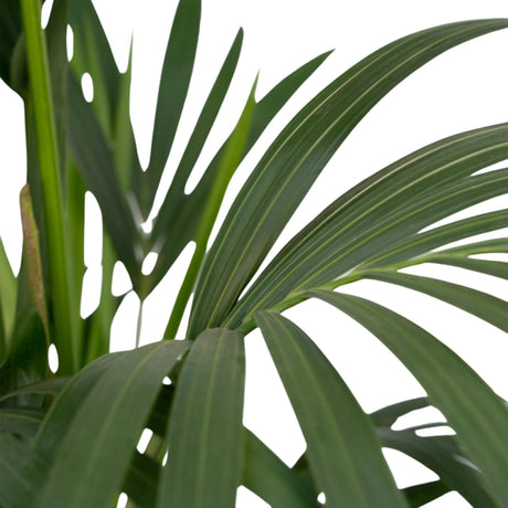 Livraison plante - Palmier Kentia XL - h120cm, Ø24cm - très grande plante d'intérieur