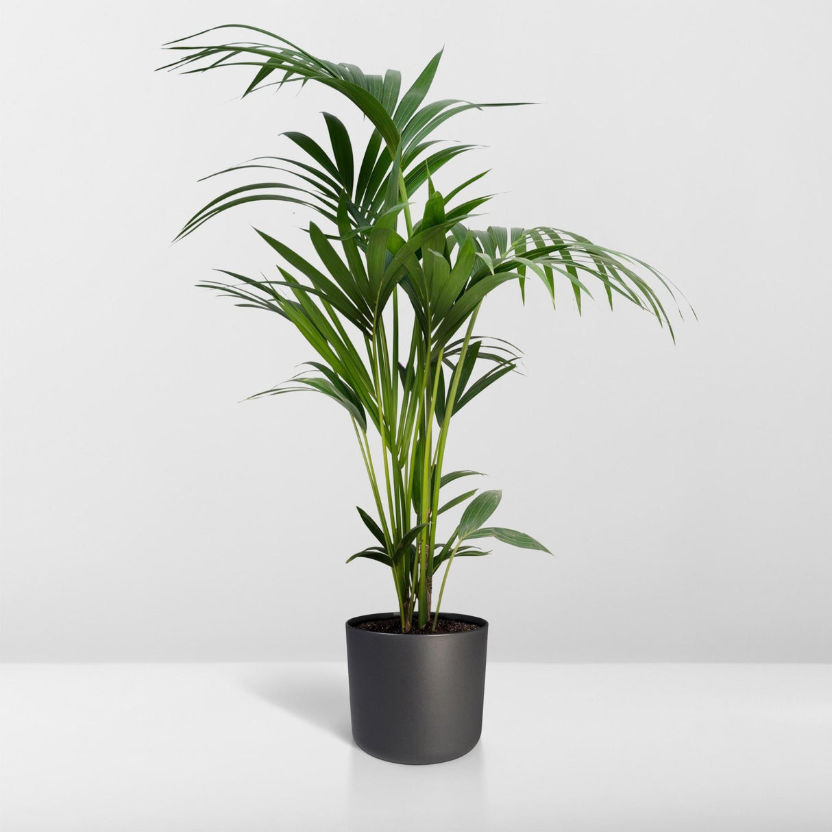 Livraison plante - Palmier Kentia XL - h120cm, Ø24cm - très grande plante d'intérieur