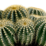 Livraison plante - Parodia Warasii - h15cm, Ø12cm - cactus d'intérieur