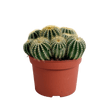 Livraison plante - Parodia Warasii - h15cm, Ø12cm - cactus d'intérieur