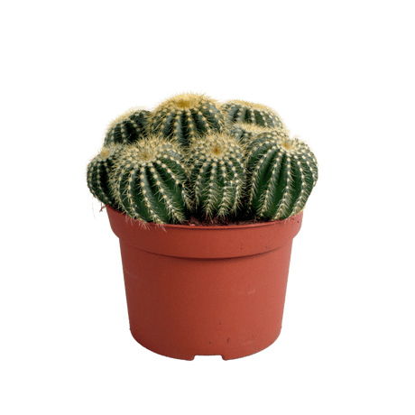 Livraison plante - Parodia Warasii - h15cm, Ø12cm - cactus d'intérieur