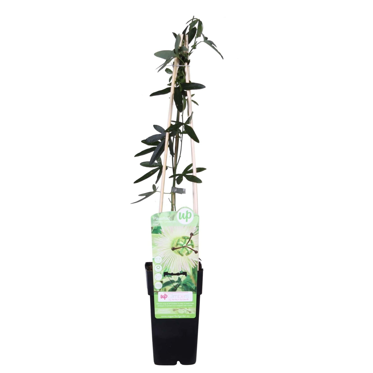 Livraison plante - Passiflora bleu 'Constance Elliot' - ↨65cm - Ø15 - plante d'extérieur grimpante fleurie