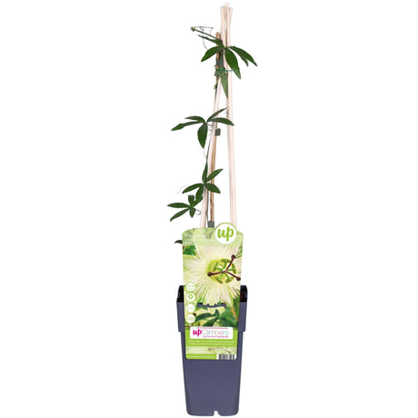 Livraison plante - Passiflora bleu 'Constance Elliot' - ↨65cm - Ø15 - plante d'extérieur grimpante fleurie