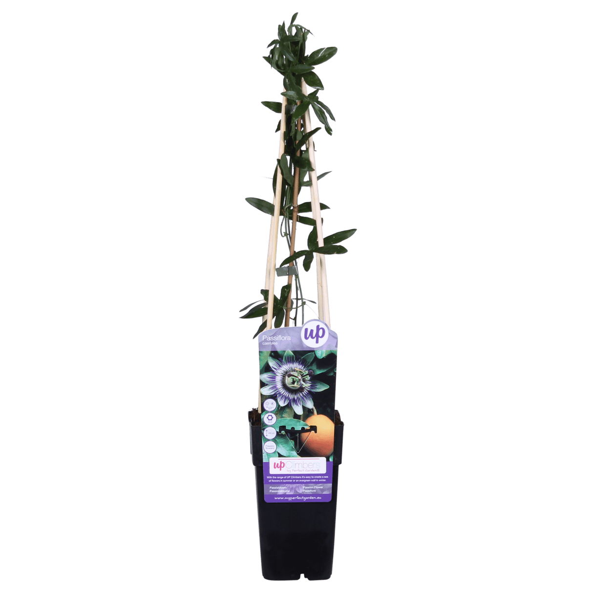 Livraison plante - Passiflore bleu - ↨65cm - Ø15 - plante d'extérieur grimpante fleurie