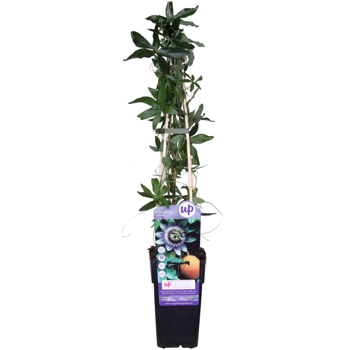 Livraison plante - Passiflore bleu - ↨65cm - Ø15 - plante d'extérieur grimpante fleurie