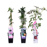 Livraison plante - Passiflore 'mix' lot de 3 - ↨65cm - Ø15 - plante fleurie grimpante