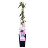 Livraison plante - Passiflore 'Purple Haze' - ↨65cm - Ø15 - plante grimpante fleurie