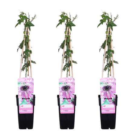 Livraison plante - Passiflore 'Purple Haze' lot de 3 - ↨65cm - Ø15 - plante fleurie grimpante