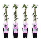 Livraison plante - Passiflore 'Purple Haze' lot de 4 - ↨65cm - Ø15 - plante fleurie grimpante