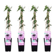 Livraison plante - Passiflore 'Purple Haze' lot de 4 - ↨65cm - Ø15 - plante fleurie grimpante