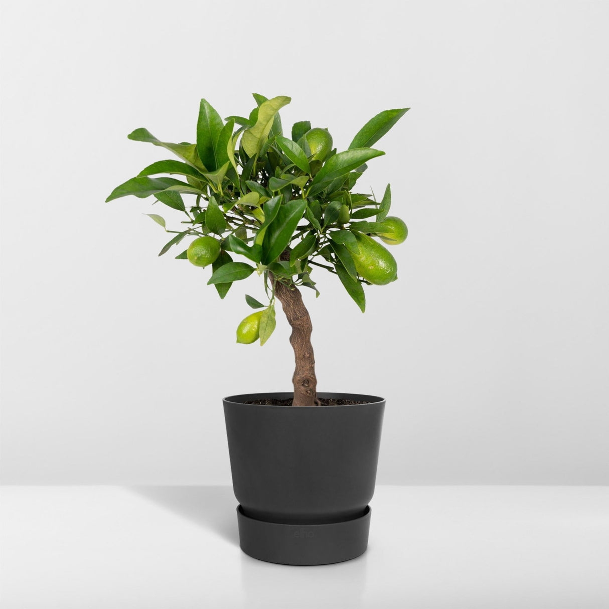 Lemon Tree Small h35cm - Unique and Robust Outdoor Plant – La Green Touch