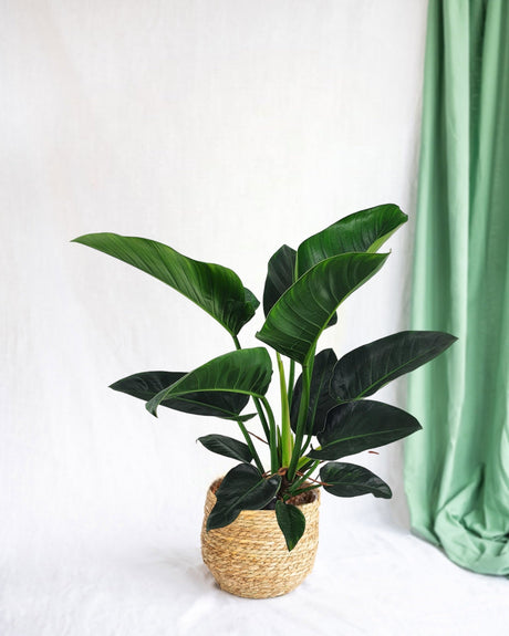 Livraison plante - Philodendron Congo