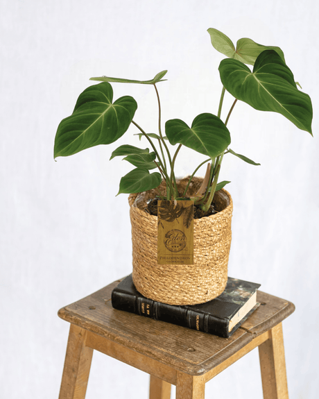 Livraison plante - Philodendron Gloriosum 15cm
