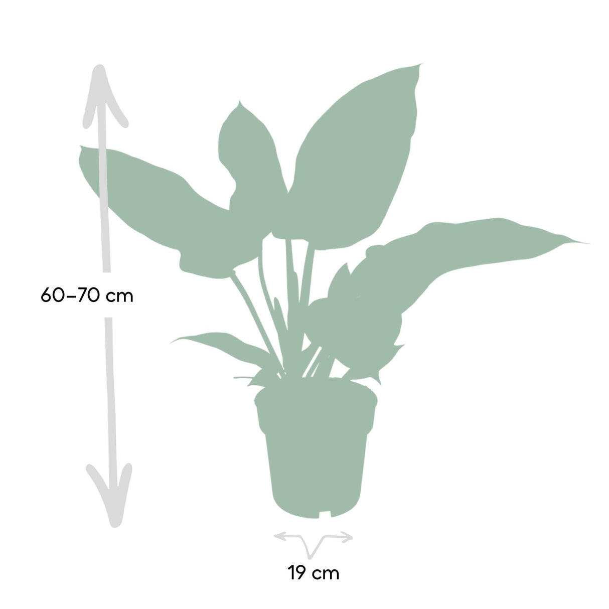Livraison plante - Philodendron Imperial Green - h65cm - Ø19cm - plante d'intérieur
