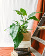 Livraison plante - Philodendron Imperial Green - h65cm - Ø19cm - plante d'intérieur