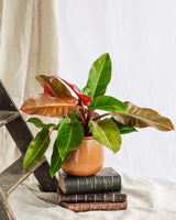 Livraison plante - Philodendron Prince Of Orange