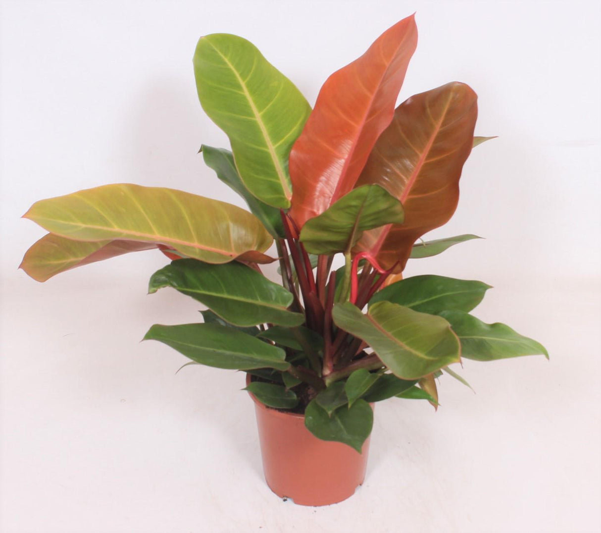 Livraison plante - Philodendron Prince Of Orange