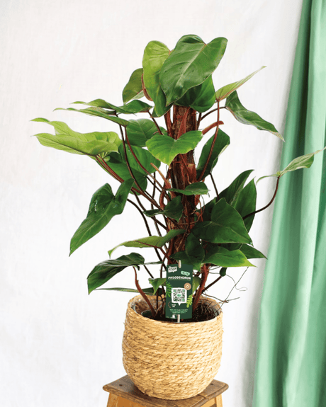 Livraison plante - Philodendron Red Emerald 80mos