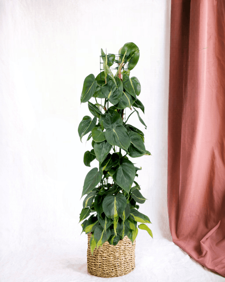 Livraison plante - Philodendron Scandens Brasil - h120cm, Ø24cm - grande plante d'intérieur