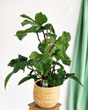 Livraison plante - Philodendron Squamiferum Pyramide 19 Cm